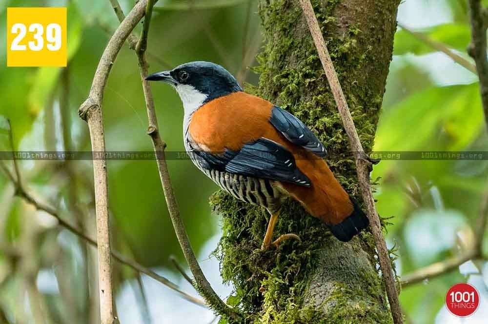 Kafer Gaon, Kalimpong