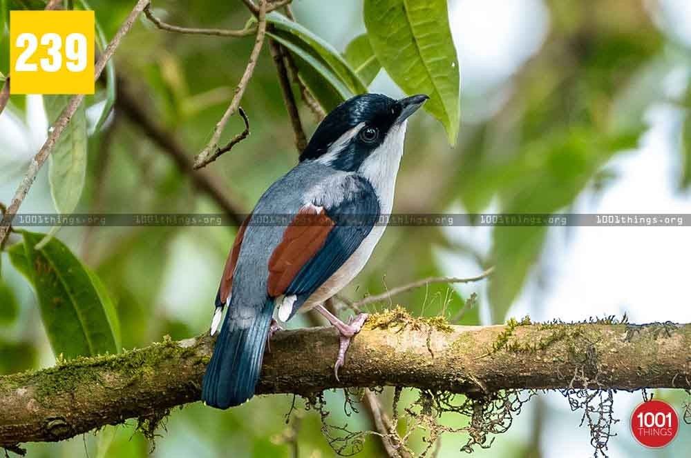 Indulge Yourself in Nothing but Nature at Kafer Gaon