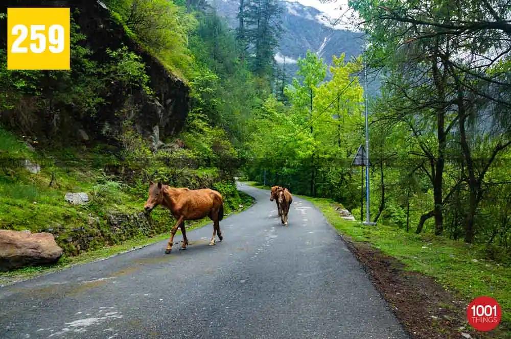 Lachen, North Sikkim