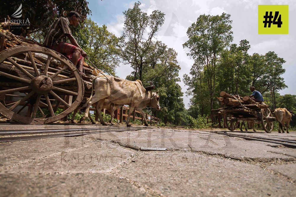 Lataguri — bullock cart ride