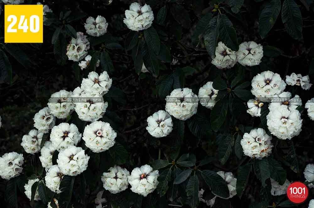 Lepchajagat, Darjeeling