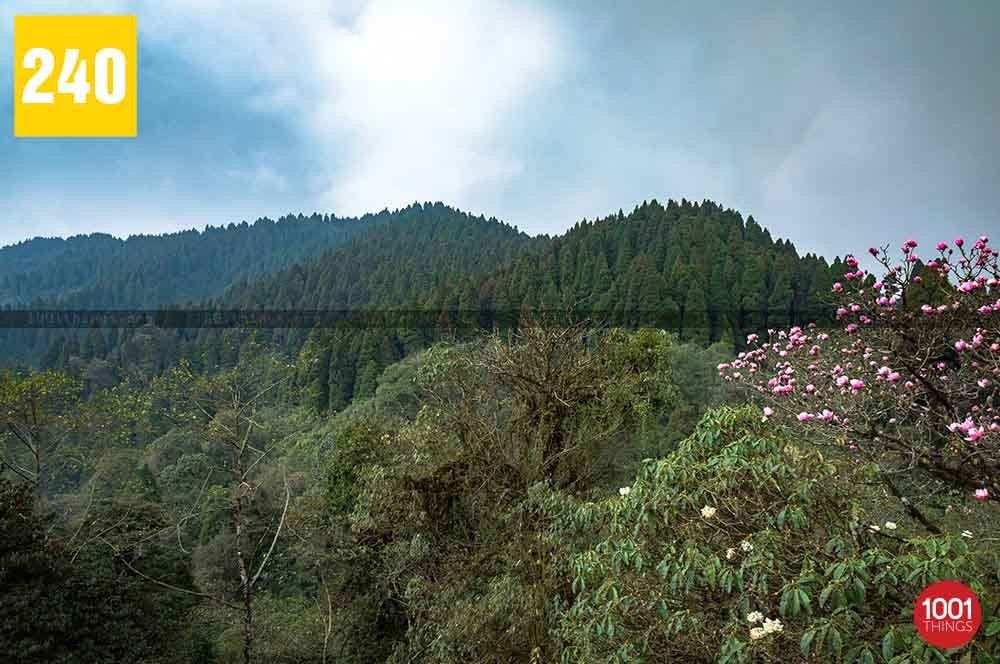 Lepchajagat, Darjeeling