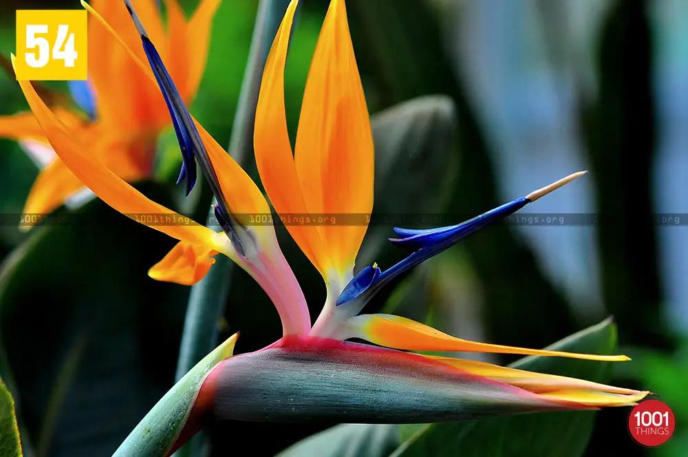 Bird Paradise at Lloyd Botanical Garden Darjeeling