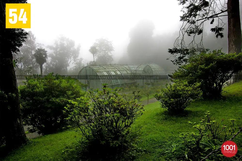 Fog at Lloyd Botanical Garden Darjeeling