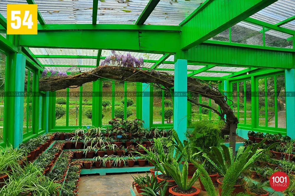 Wisteria plant at Lloyd Botanical Garden Darjeeling