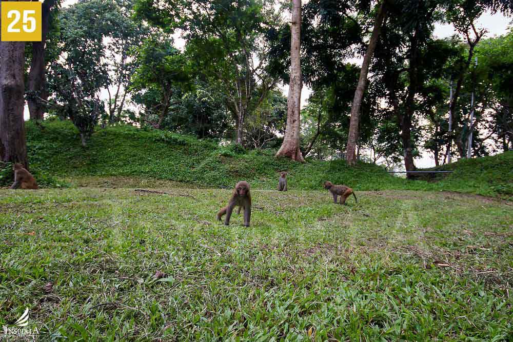 Monkey at Madhuban Park, Sukna, Siliguri
