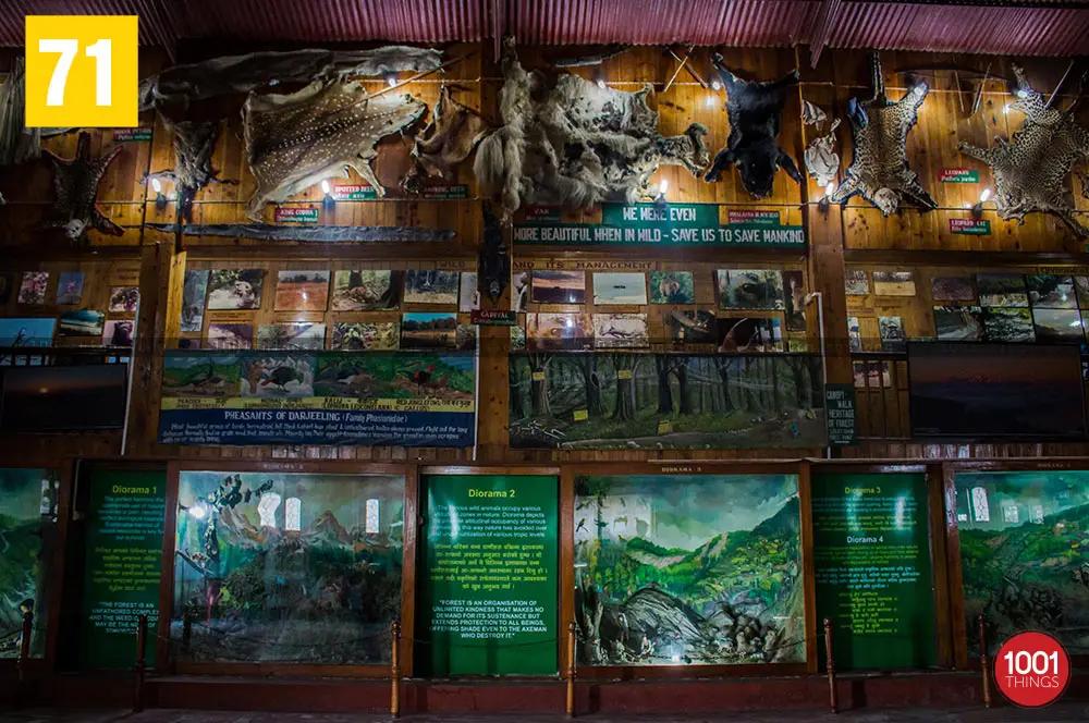 Animal skins at Nature Interpretation Centre Kalimpong