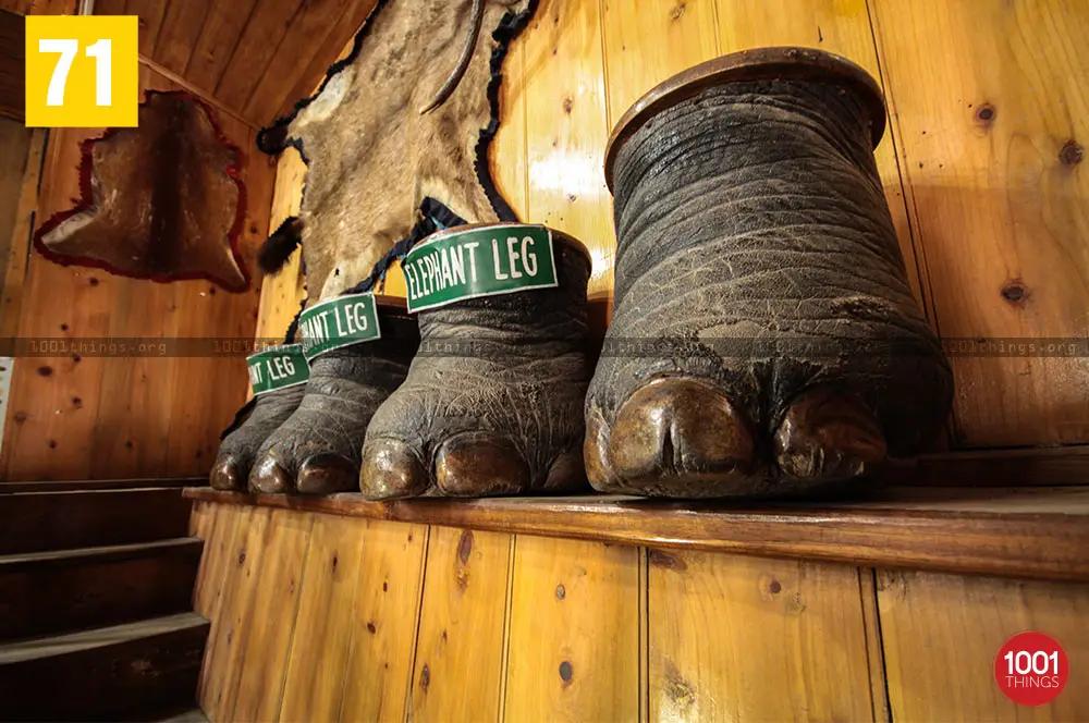 Elephant feets at Nature Interpretation Centre Kalimpong