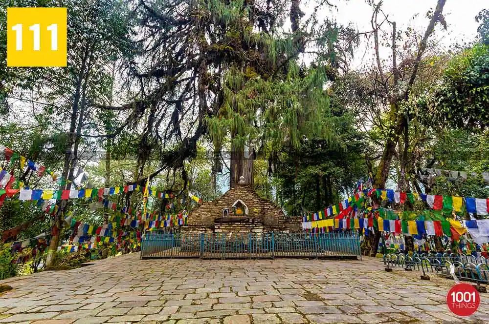 Norbugang Chorten and coronation throne — the old pine tree behind the throne
