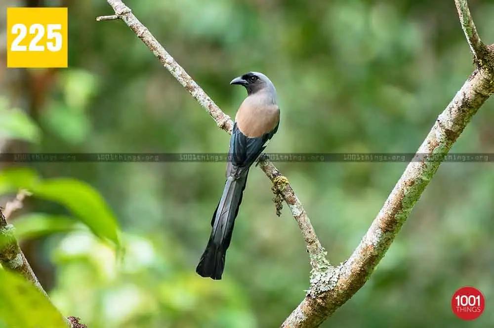 Pagla Jhora birds