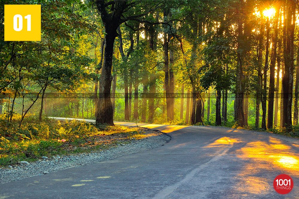 Sukna Forest