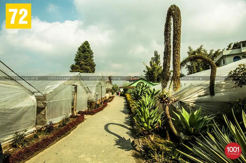 Green House at Pine View Nursery Kalimpong
