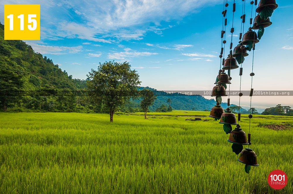 Paddy Field at Rohini
