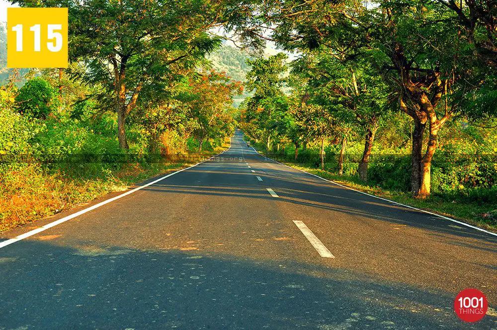 Trees Along Rohini Road