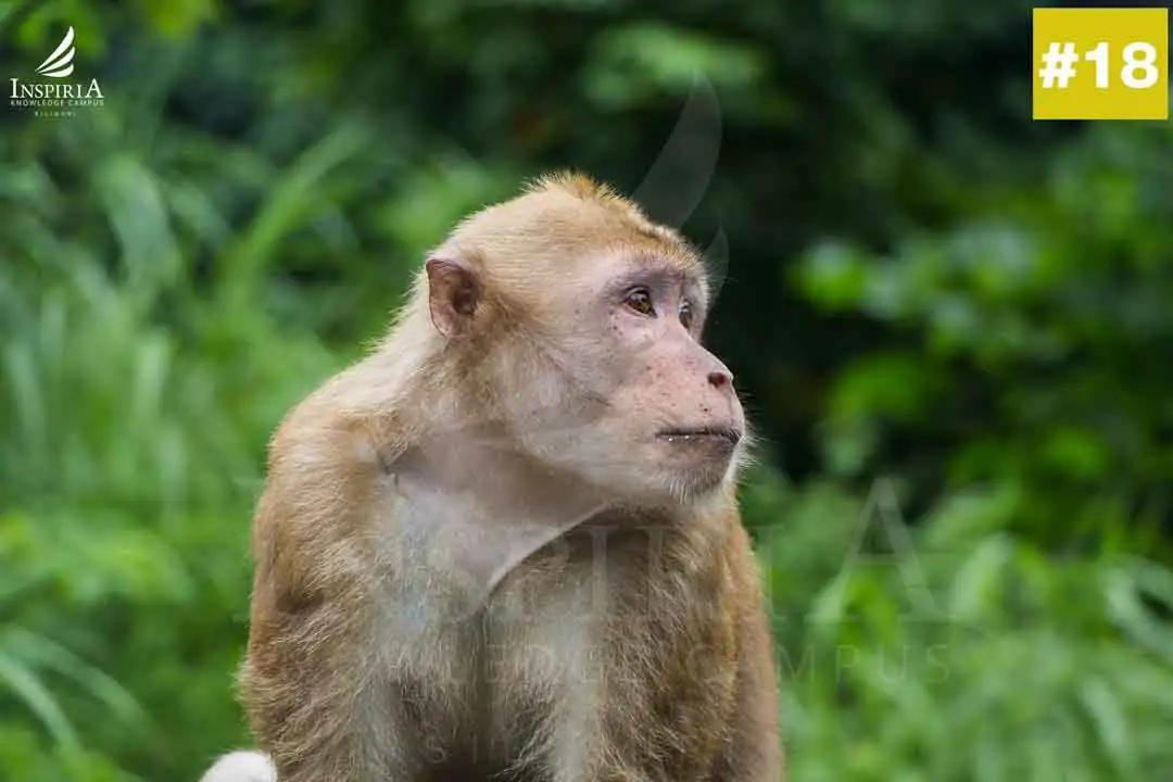 Monkey at Sevoke Kali Bari