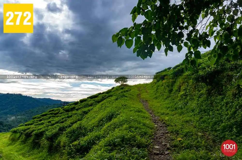 Shivkhola to Tindharia