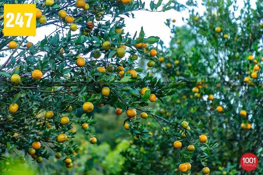 Sittong - The Breathtaking Orange Orchards of North Bengal