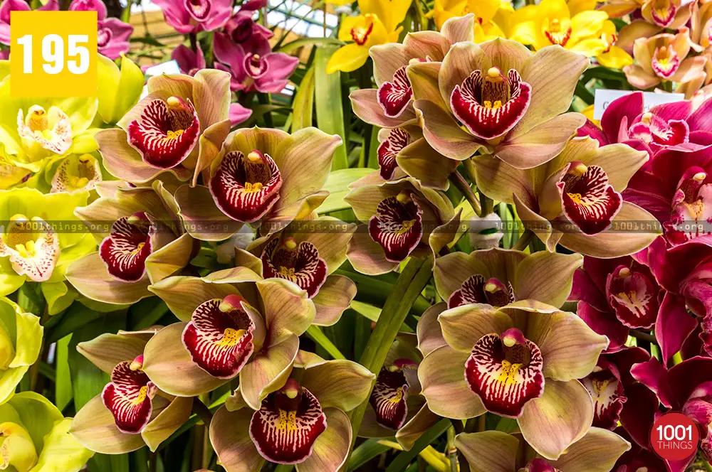 Orchid Centre Takdah 12