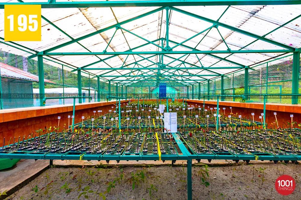 Orchid Centre Takdah 2