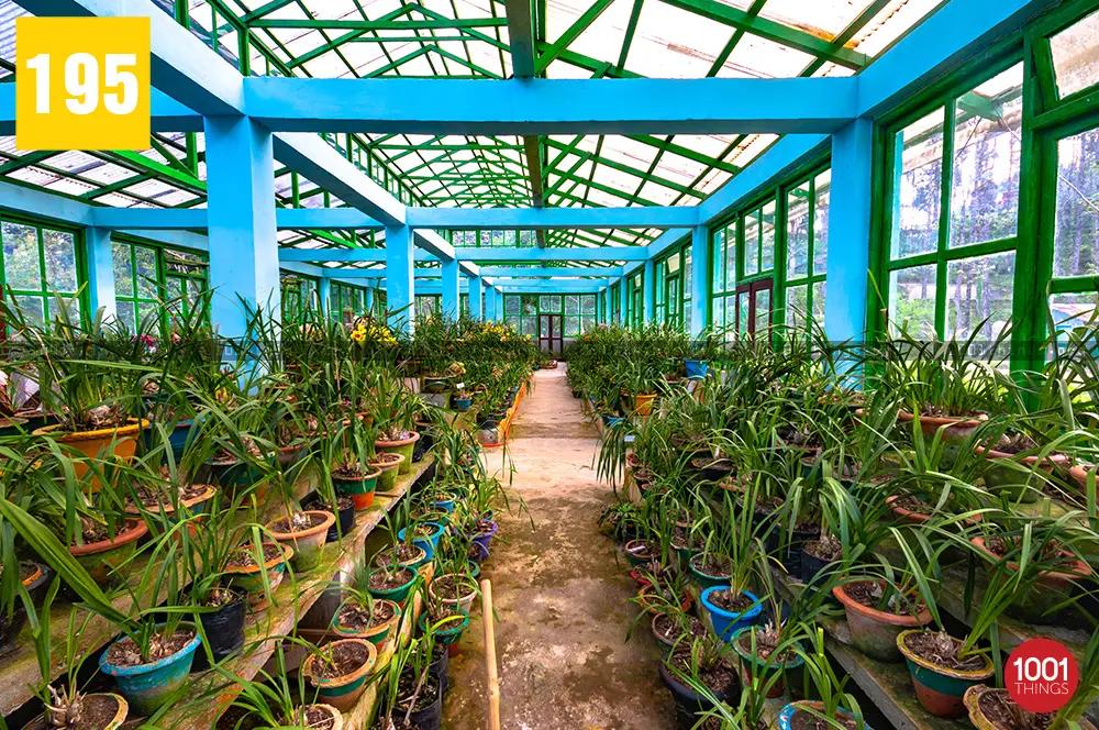Orchid Centre Takdah 4