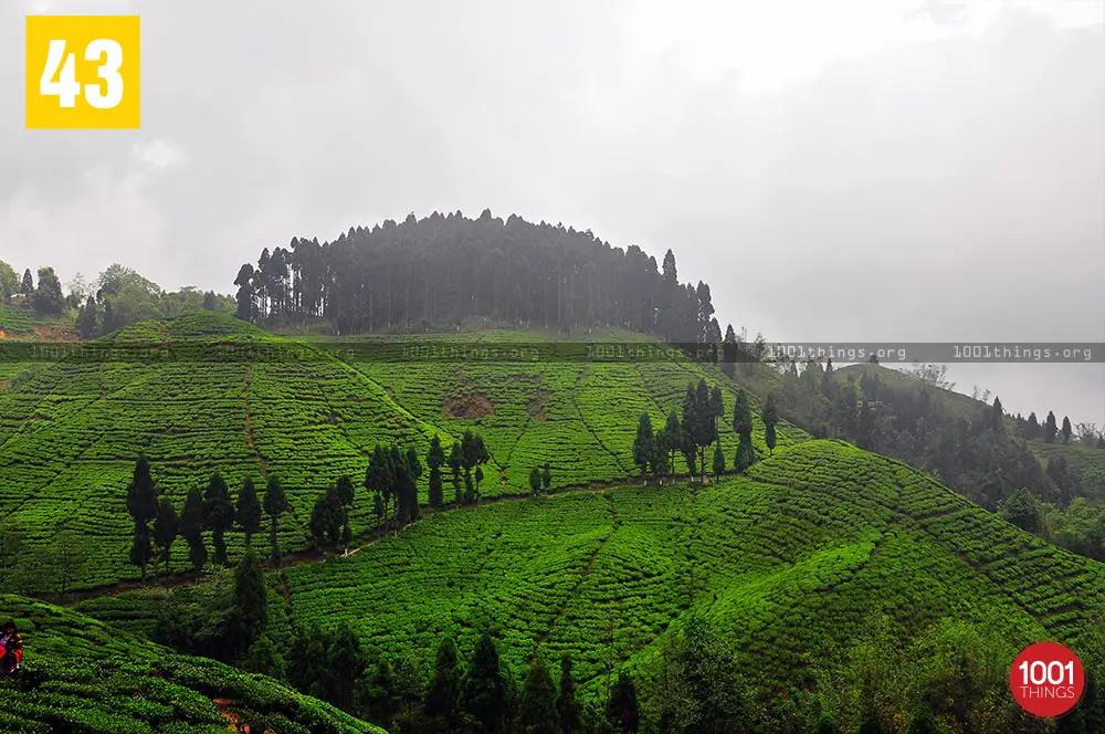 Phuguri Mirik Tea Garden