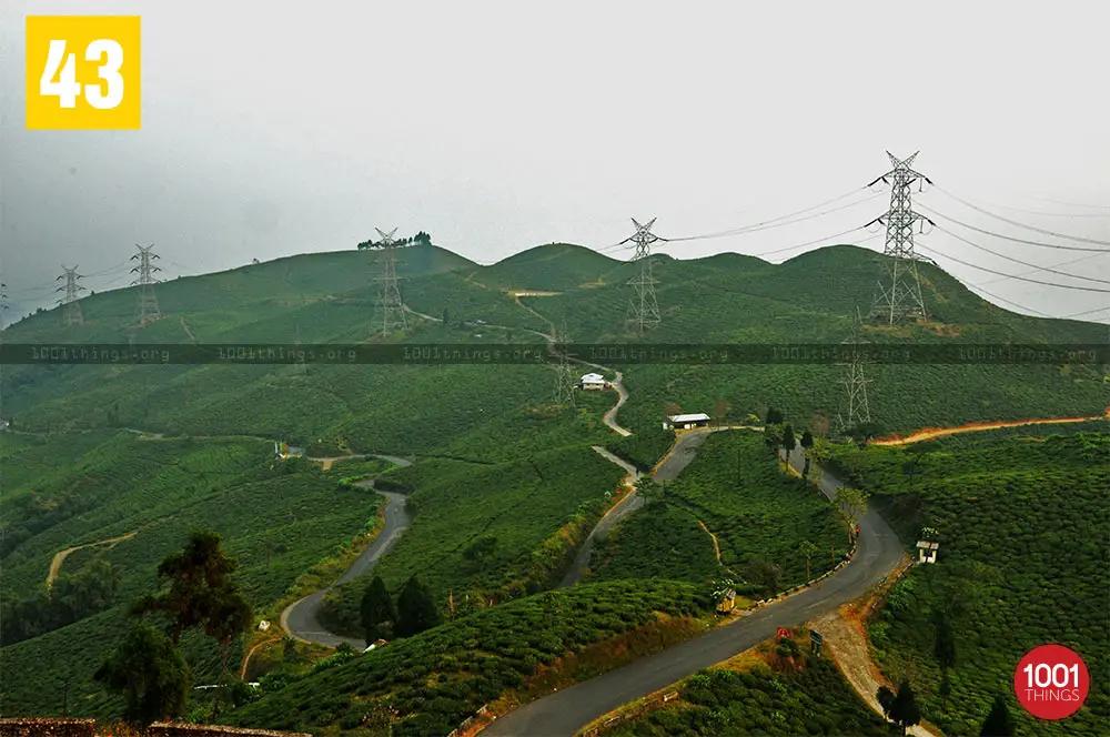 Tingling Mirik Tea Garden
