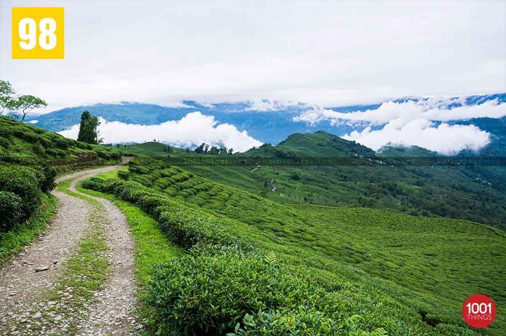 Tea Gardens at Teesta Valley Durpin Dara