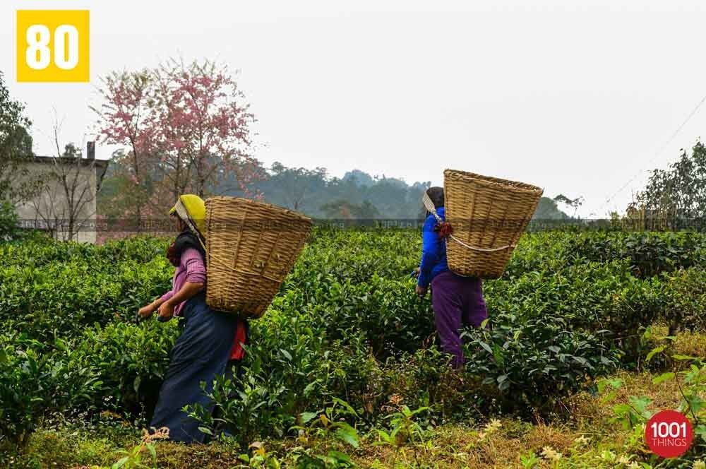 Tea pluckers at Temi Tea Garden, Sikkim