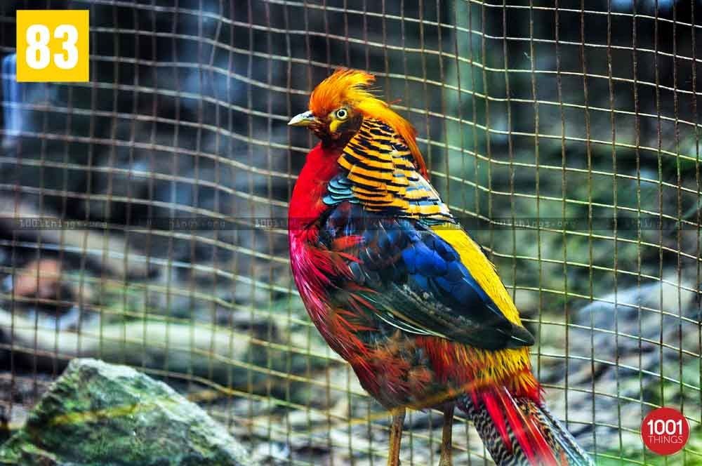 Golden Pheasant at The Padmaja Naidu Himalayan Zoological Park