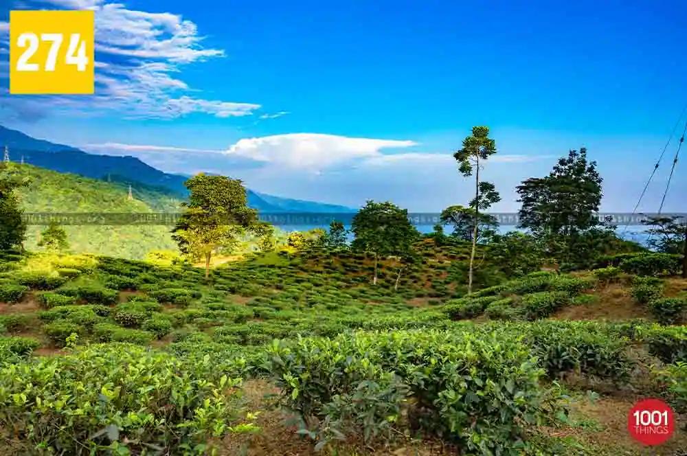 Dudhia to Tingling View Point