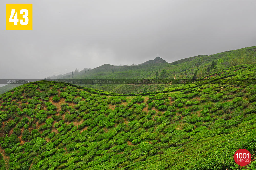 View of Mirik Tea Garden