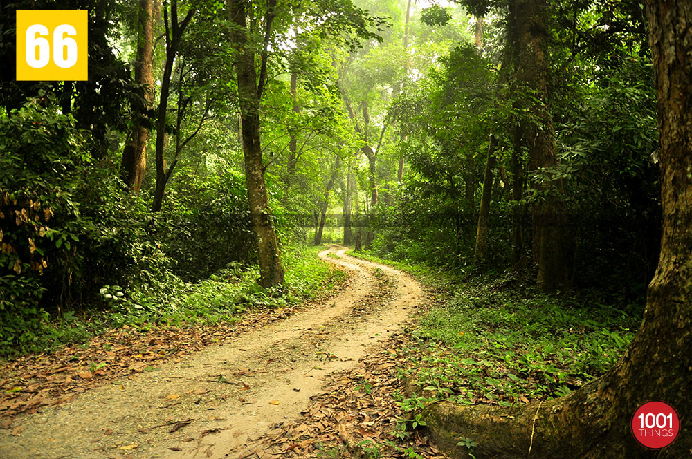 Chilapata Forest