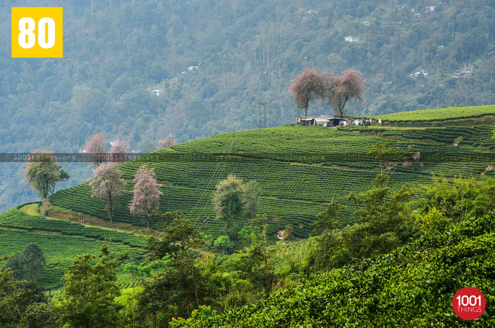 Wide view of Temi Tea Garden, Sikkim