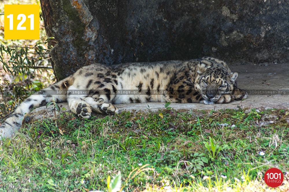 Snow leopard