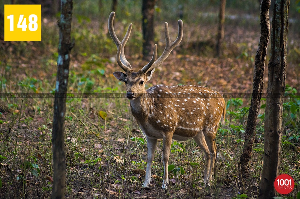 Bengal Safari Siliguri animals