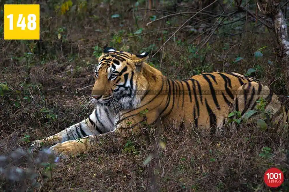 Bengal-Safari-3 (1)
