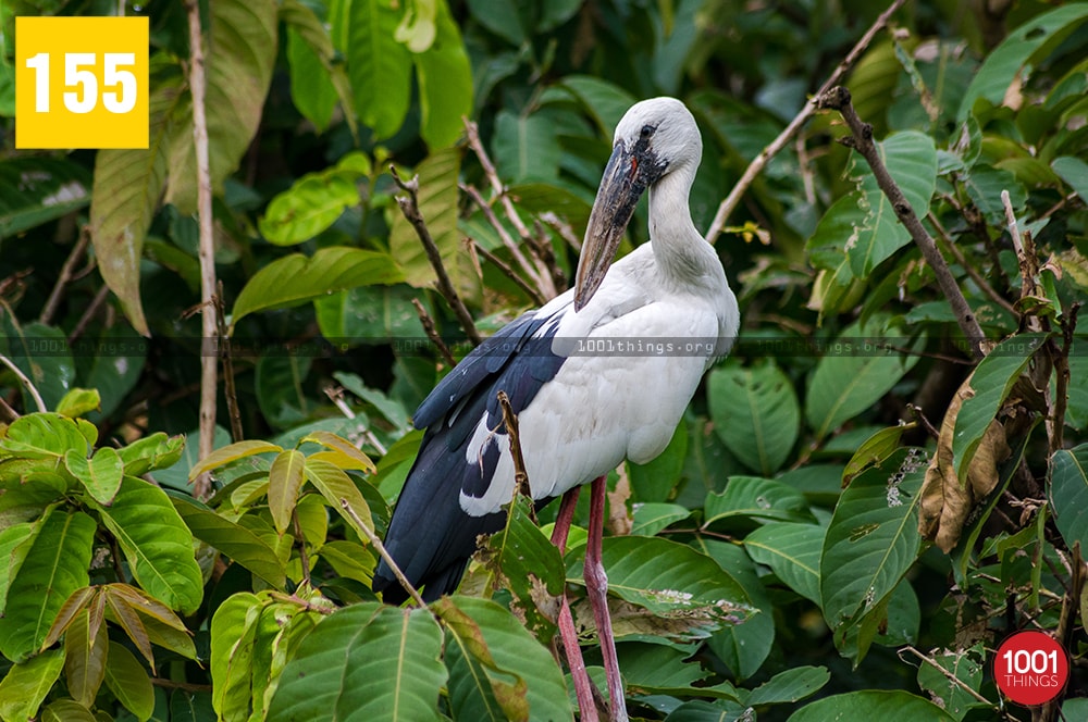 Kulik Bird Sanctuary