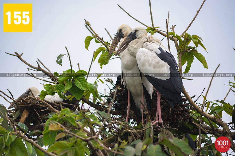 Kulik Bird Sanctuary