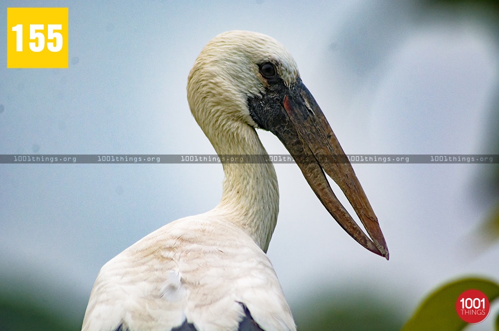 Kulik Bird Sanctuary