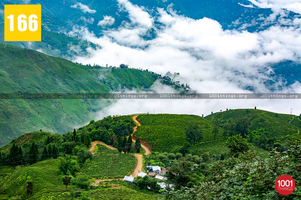 Happy Valley Tea Estate