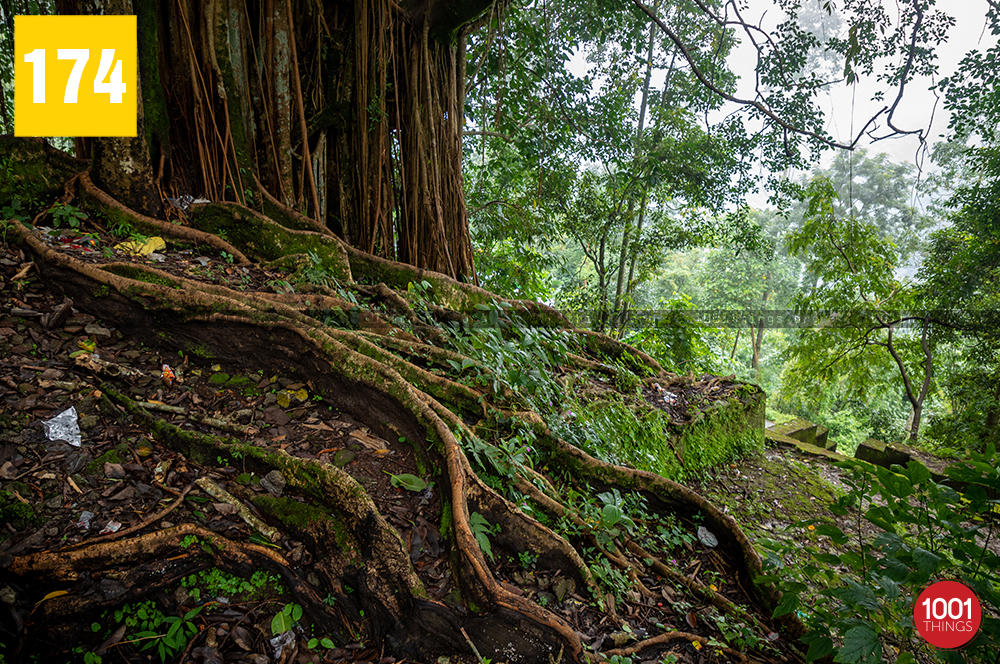 Beautiful tree Ambotia Shiva Temple