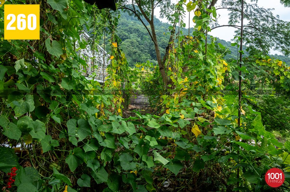 The broken wooden bridge at Jogi Ghat